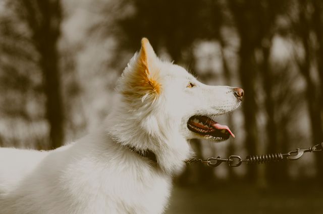 White dog standing outdoors with a leash in sepia tone. Perfect for pet care articles, outdoor adventure blogs, and animal portraits. Ideal for use in promoting pet products, dog training services, and natural scenery content.
