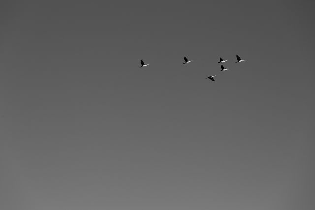 Five geese are flying together in formation against a clear sky captured in a black and white photograph. This image highlights the simplicity and elegance of nature's movements. It can be used to convey themes of migration, freedom, teamwork, and natural beauty. Ideal for use in environmental campaigns, nature documentaries, and minimalist art displays.