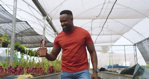African american male gardener with seedling in greenhouse