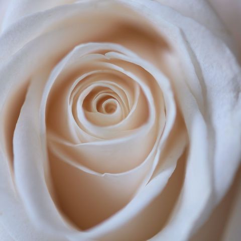 Cream rose blooming macro spiral petals close-up for wedding beauty design