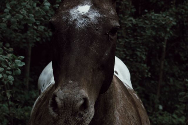 Close-up of Horse with Unique Coat in Forest - Download Free Stock Photos Pikwizard.com