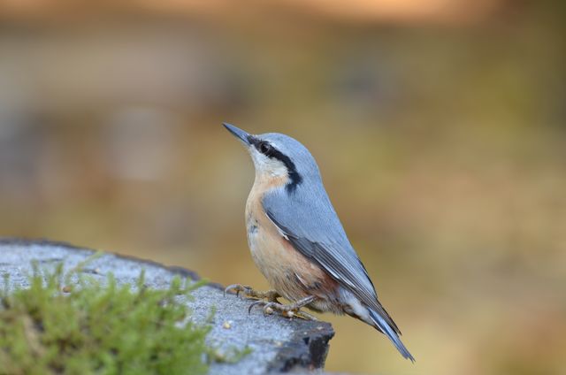 Eurasian Nuthatch is perching on a mossy rock in its natural habitat, highlighting its blue and brown plumage. Excellent for use in wildlife documentaries, educational materials on birds, birdwatching guides, nature blogs, and photography portfolios. This serene and detailed capture emphasizes the beauty of bird species in their natural surroundings.