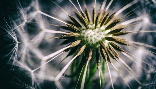 Macro dandelion seed head revealing radial achenes and delicate translucent pappus
