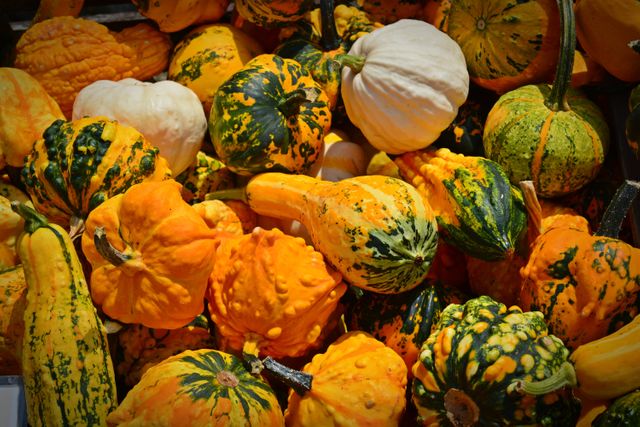 Colorful Gourds and Pumpkins in Autumn Harvest - Download Free Stock Photos Pikwizard.com