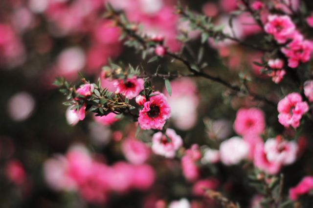 Bright pink flowers in bloom create a stunning contrast against an out-of-focus background. Ideal for use in gardening advertising, nature-themed projects, spring promotions, and floral art prints.
