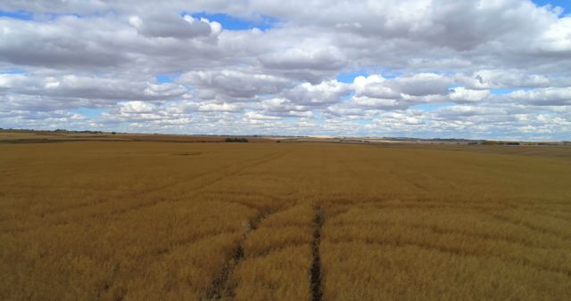 Expansive Farmland with Tire Tracks Under Cloudy Sky - Download Free Stock Images Pikwizard.com