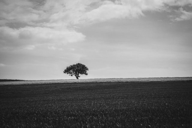 Solitary tree standing in large field under cloudy sky in black and white. Useful for themes of solitude, minimalism, nature, and peace. Perfect for adding a sense of calm and contemplation to blogs, websites, or backgrounds.