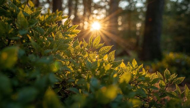 Backlit forest understory leaves revealing veins with golden sun starburst