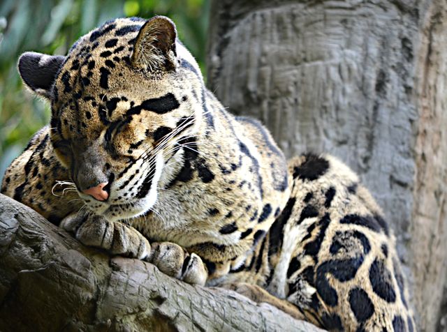 Resting Clouded Leopard Sleeping on Tree Branch - Download Free Stock Photos Pikwizard.com