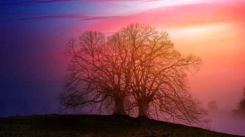 Twin Bare Trees Standing on Misty Hill at Colorful Sunrise with Pink Purple Sky and Fog
