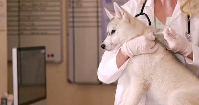 Veterinarian holding a husky puppy and administering a vaccine in a veterinary clinic. Keywords with thematic focus on pet healthcare and veterinary services. Useful for promoting veterinary clinics, animal care educational materials, and websites focused on pet health and wellness.
