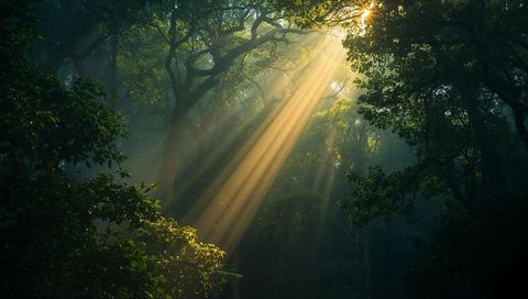 Golden Sunbeams Piercing Woodland Canopy in Mystical Forest