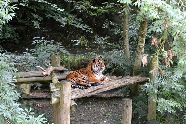 Majestic Tiger Relaxing on Wooden Platform in Forest Habitat - Download Free Stock Photos Pikwizard.com
