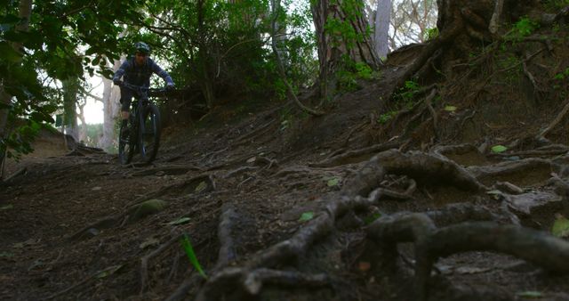 Mountain biker navigating a challenging forest trail with exposed tree roots. Ideal for use in topics related to outdoor sports, fitness, adventure activities, and nature exploration. The rugged terrain and natural elements emphasize the thrill and skill involved in mountain biking.