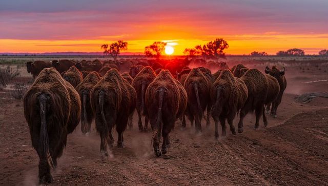 Walking shaggy bison herd along dusty dirt track at fiery sunset, backlit silhouettes