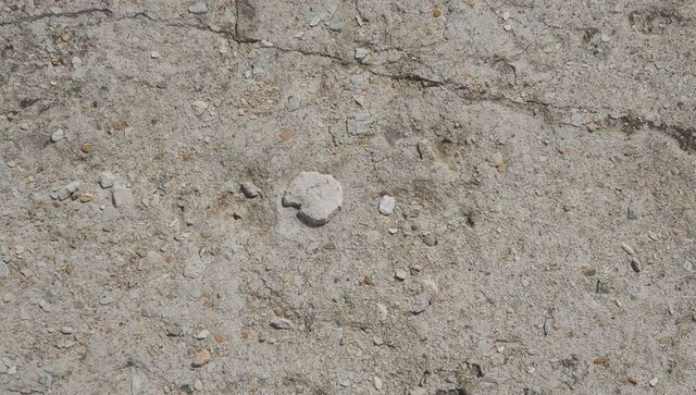 Close-up sandy gravel shoreline showing chalk stone and shell fragments texture