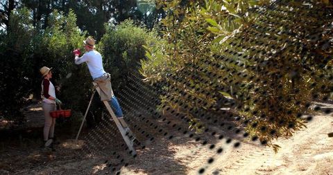 Farm Workers Harvesting Olives in Sunlit Grove