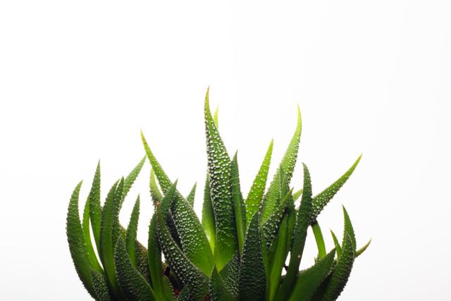 Close-up of aloe vera plant leaves with a white background, showcasing fresh, healthy, green foliage. This view emphasizes the plant's natural texture and can be used for health and wellness contexts, skincare products, organic living themes, indoor gardening articles, and natural beauty promotions.