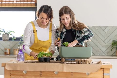 Diverse friends potting indoor herb seedlings on kitchen bench for home gardening inspiration