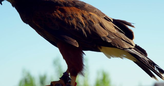 Close Up of a Majestic Colorful Hawk Standing - Download Free Stock Images Pikwizard.com