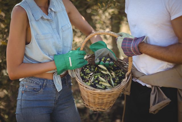 Young couple harvesting olives in a basket at a farm, showcasing teamwork and rural lifestyle. Ideal for use in articles or advertisements related to agriculture, organic farming, fresh produce, and outdoor activities.