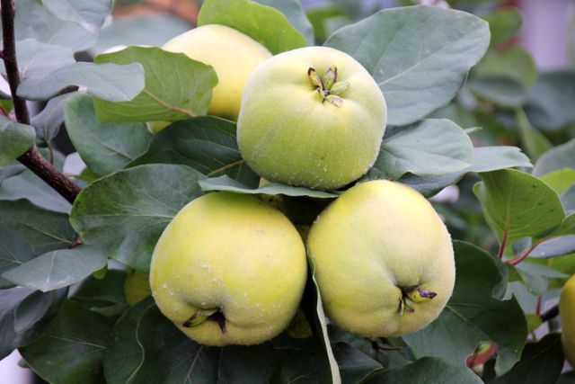 Close-Up of Ripening Quince Fruits on Tree Branch - Download Free Stock Photos Pikwizard.com
