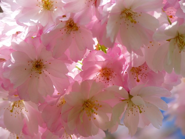 Cherry blossoms in full bloom with soft pink petals illuminated by sunlight. Ideal for use in spring-themed designs, botanical illustrations, nature articles, greeting cards, and home decor. Can evoke feelings of renewal, beauty, and serenity.