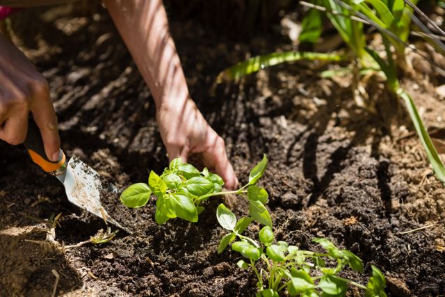 A close-up view of hands planting a small sapling in garden soil on a sunny day. The image highlights the act of gardening, with green plants and rich soil indicating growth and care for the environment. Ideal for use in articles about gardening, sustainability, environmental care, spring activities, or outdoor hobbies.