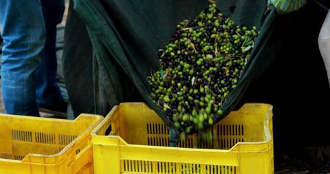 Freshly Picked Olives Pouring in Bright Yellow Crates - Download Free Stock Images Pikwizard.com