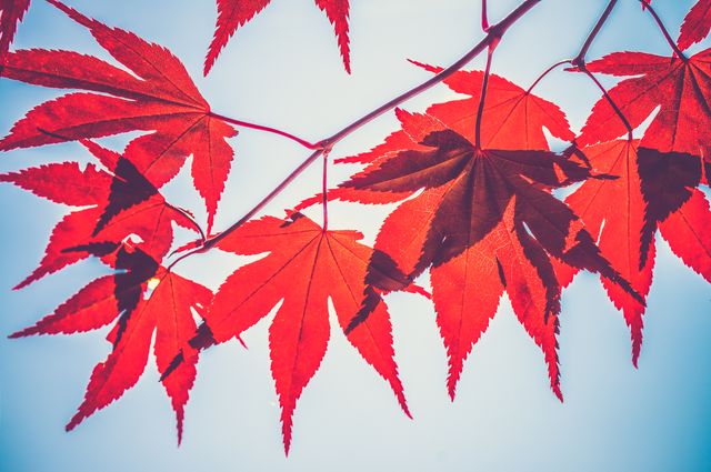 Vibrant Red Maple Leaves on Branch with Sky Background - Download Free Stock Photos Pikwizard.com