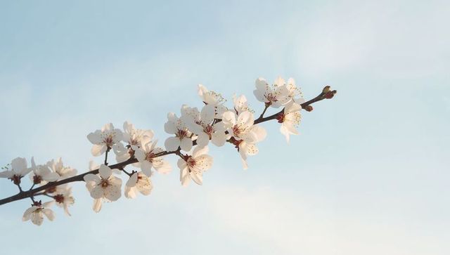 Delicate spring blossoms on slender branch against pastel blue sky