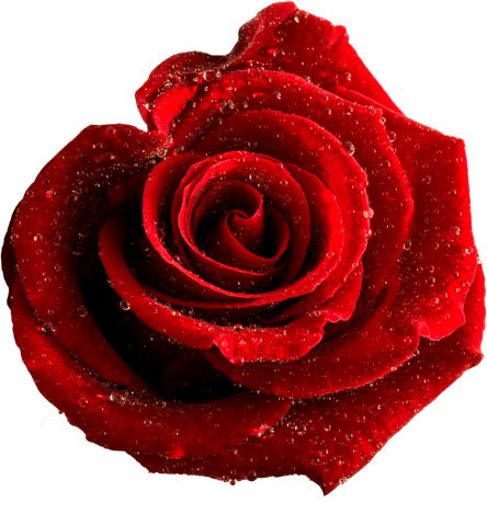 Red Rose with Waterdrops on Transparent Background for Nature Designs