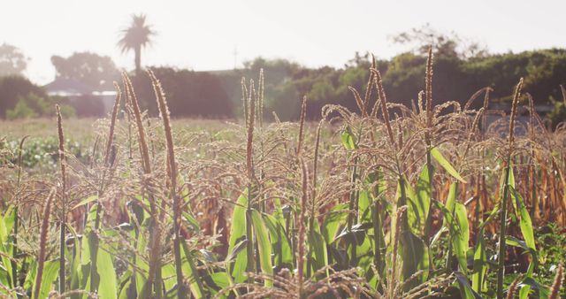 Cornfield During Golden Hour Highlighting Corn Plants in Closeup - Download Free Stock Images Pikwizard.com