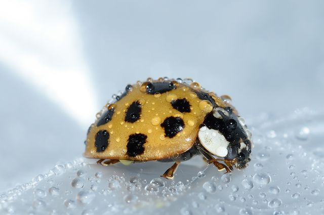 Close-up of a yellow ladybug with black spots covered in water droplets. Useful for nature-themed content, educational materials about insects, macro photography collections, and environmental or wildlife conservation campaigns.