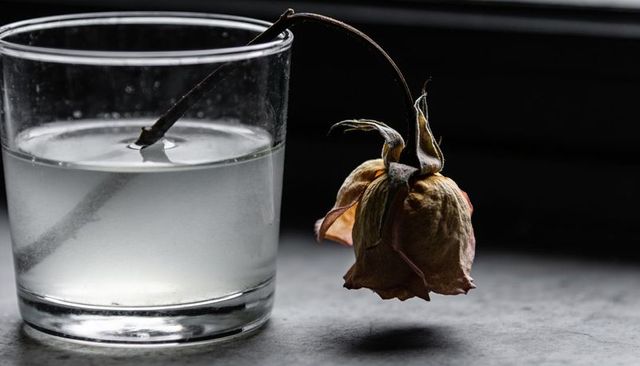 Wilting rose leaning over glass of water on window ledge, moody minimal still life, soft