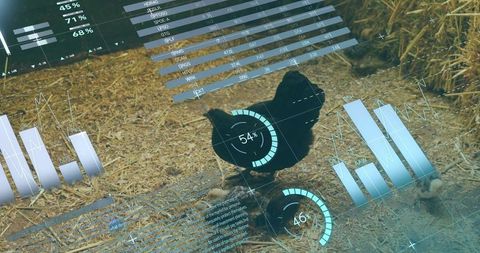 Digital Farm Technology Monitoring Free-Range Chickens with Data Visualization