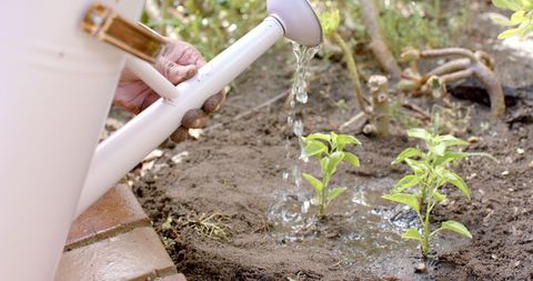 Woman Watering Young Plants in Home Garden in Sunlight - Download Free Stock Images Pikwizard.com
