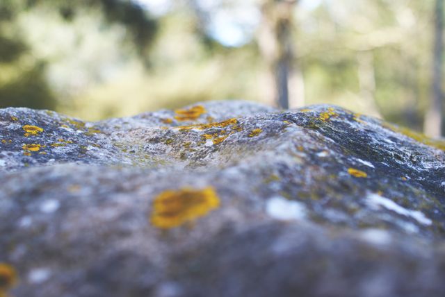 Lichen-covered rock close-up offers a detailed texture shot with a background of blurred natural scenery. Suitable for projects related to nature, environment, hiking, and geology. Ideal for use in nature magazines, environmental presentations, and educational materials on natural ecosystems.