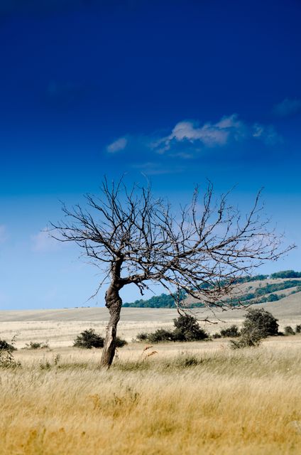 Lone bare tree standing in a vast golden field under a clear, deep blue sky. Sparse clouds scatter the horizon in this peaceful natural landscape. Ideal for use in blogs, environmental projects, and backgrounds highlighting nature's solitude and beauty.