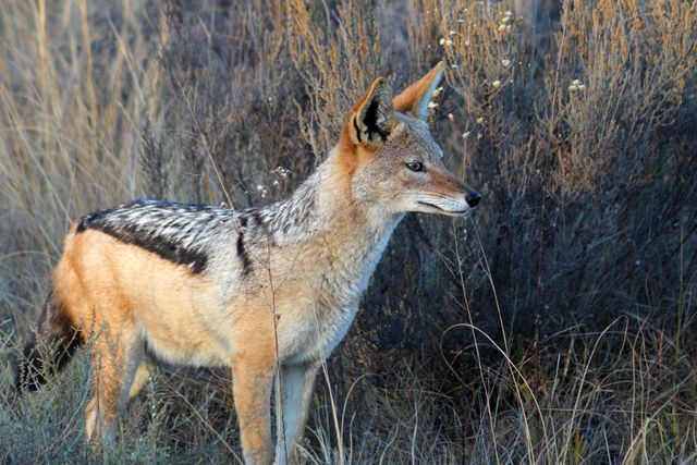 Black-backed jackal standing alert in grassland background, showcasing natural habitat and appearance. Ideal for wildlife documentaries, educational materials, and nature conservation campaigns highlighting African wildlife and predator behavior.