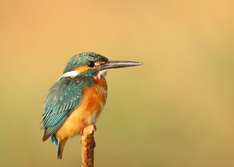 Vivid common kingfisher perching on reed, turquoise and orange bird with warm background