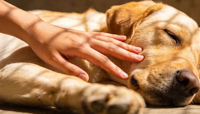 Sunlit labrador-type dog sleeping while hand stroking warm golden fur on porch