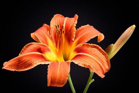 Vibrant Orange Daylily Blooming on Black Background with Unopened Bud