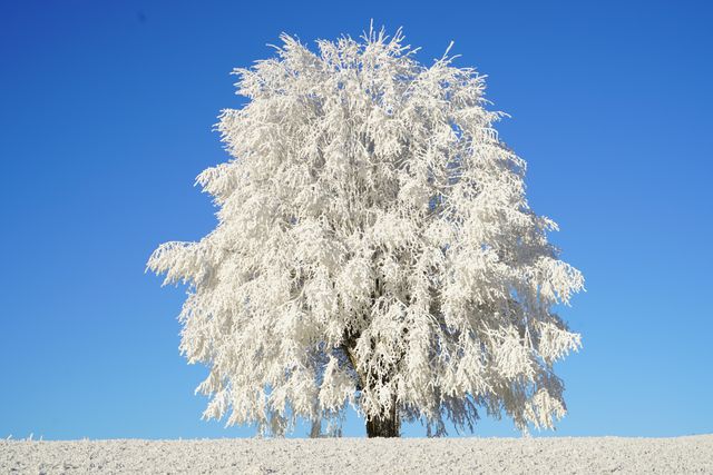 Snow-laden tree standing alone in a snowy field under a clear blue sky, offering a serene and beautiful winter scene. Suitable for winter-themed backgrounds, holiday cards, and nature photography showcases.