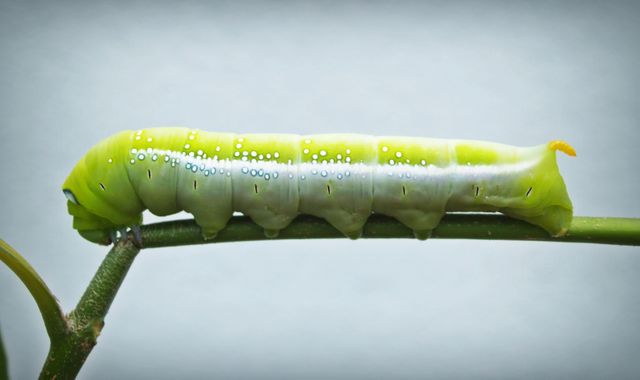 Swallowtail Caterpillar - Download Free Stock Photos Pikwizard.com