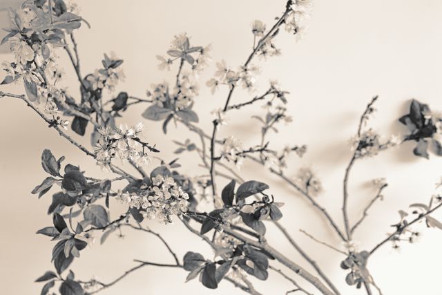 Close-Up of Flowering Branches in Monochrome - Download Free Stock Images Pikwizard.com