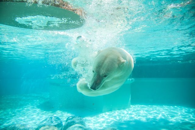 Polar Bear Swimming Underwater in Clear Blue Water - Download Free Stock Photos Pikwizard.com