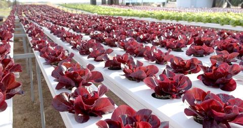 Rows of Red Lettuce in Hydroponic Farm Showcasing Modern Sustainable Agriculture