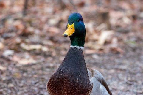 Close-Up of a Mallard Duck with Vibrant Plumage