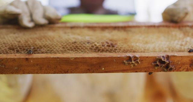 Beekeeper Inspecting Honeycomb Frame with Protective Gloves - Download Free Stock Images Pikwizard.com